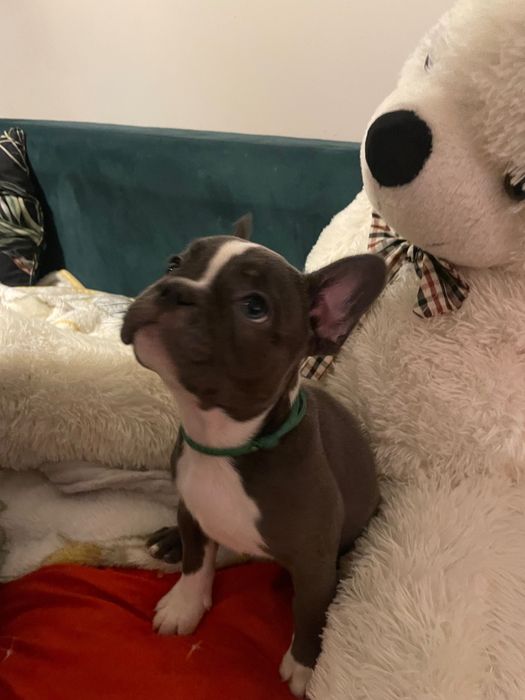 Buldog francuski- sprzedam szczenieta