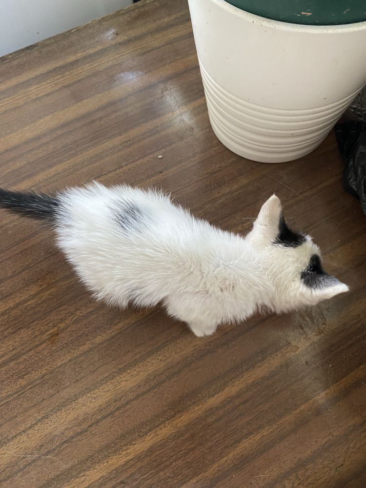 gato para adoção