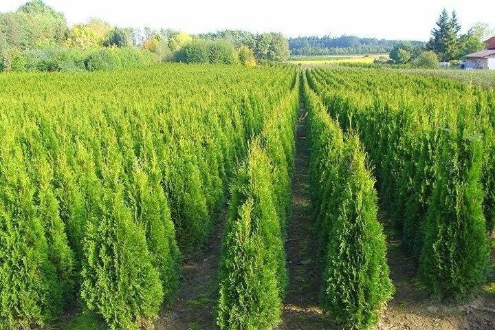 Promocja Tuja Szmaragd 160 cm Żywopłot Gotowy Szpaler