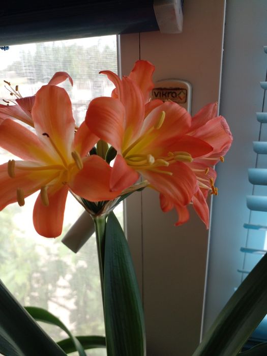 Кливия - красивый, но неприхотливый цветок.