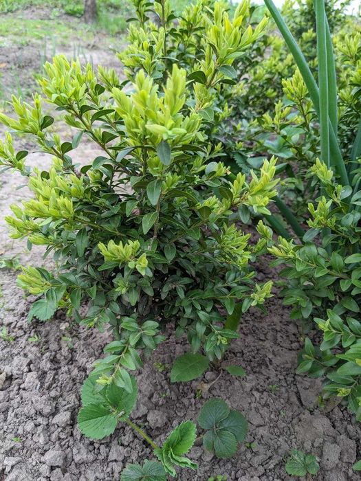 Саджанці самшиту вічнозеленого