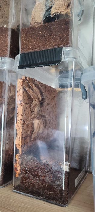 Duża dojrzała samica Psalmopoeus Cambridgey