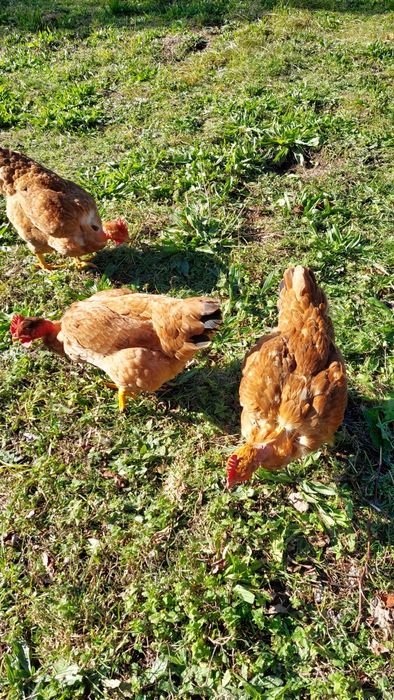 Perus patos mudos galinhas