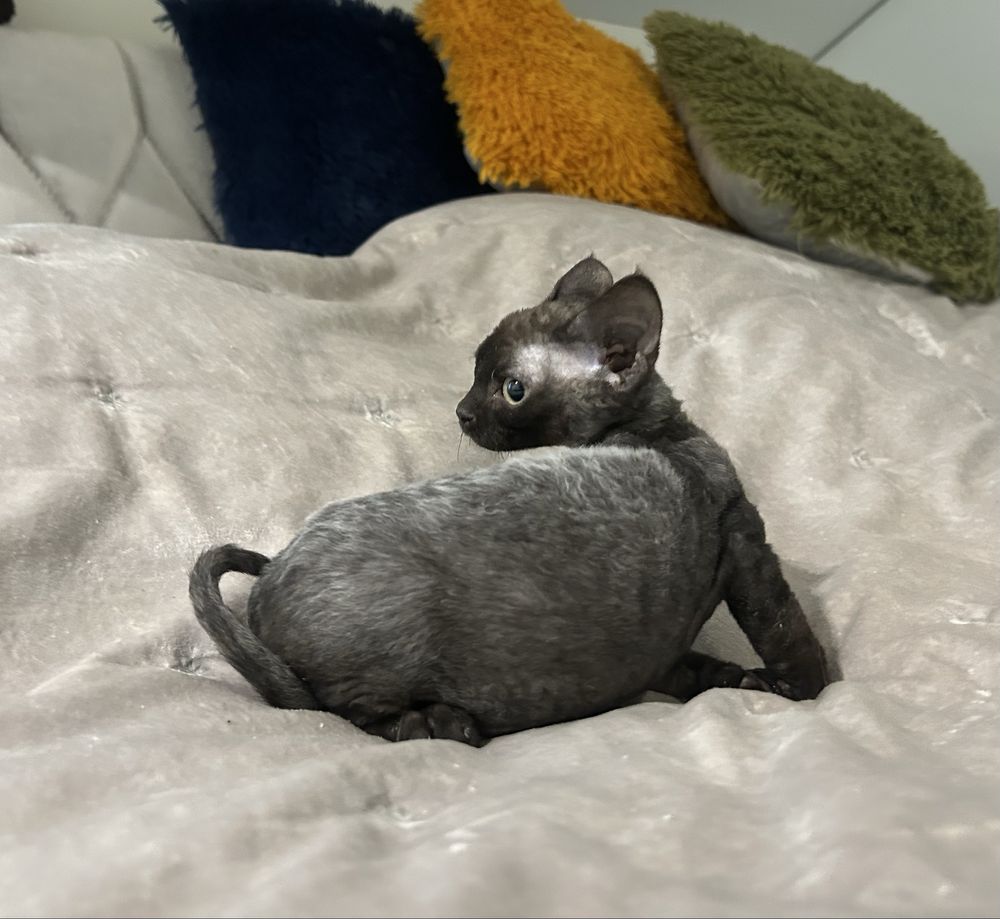 Śliczna kotka, devon rex, czarna