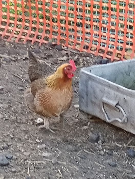 Para kur zielononóżek