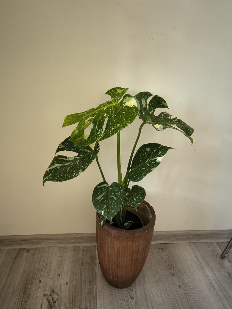 Monstera Variegata 50 cm