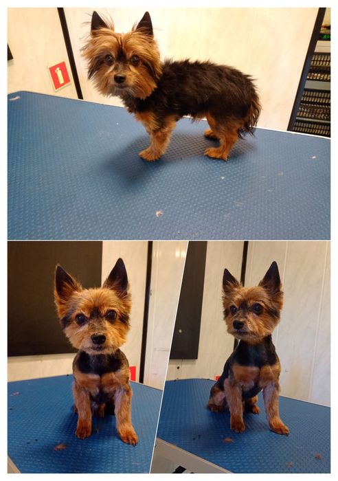 Strzyżenie psów ,groomer