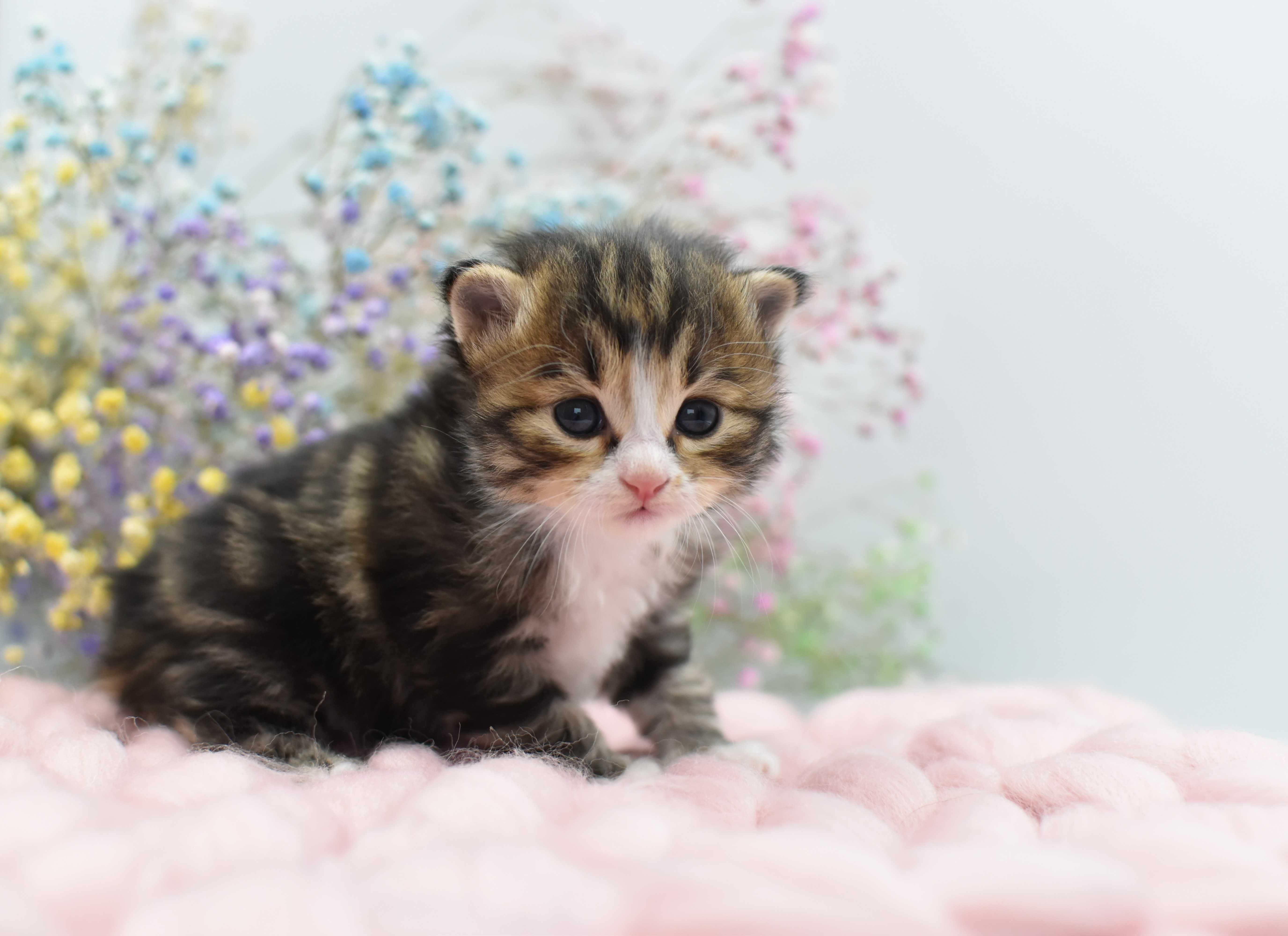Kurylski Bobtail- Kocięta Rodowód FPL/FIFE- Hodowla Dynastia Kuryla*PL