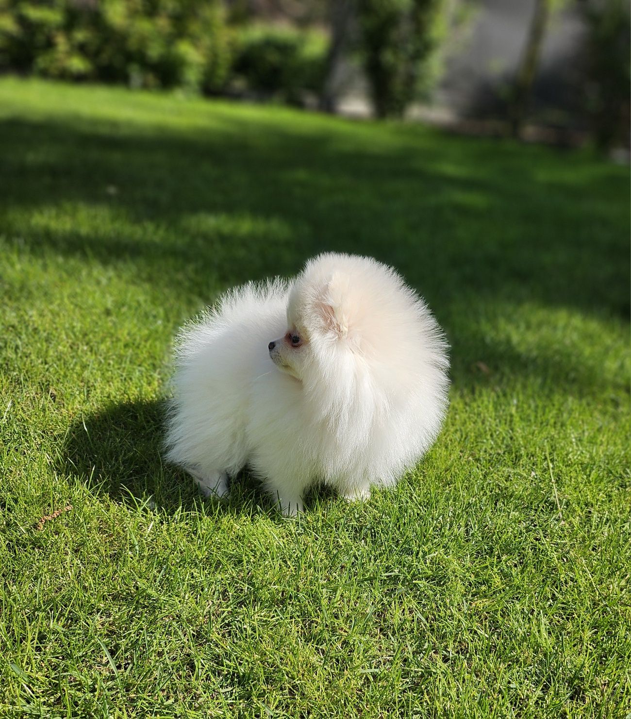 Śliczna suczka szpic miniaturowy pomeranian