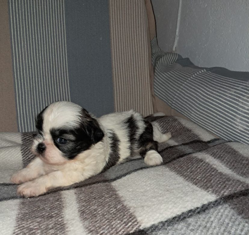 Shih-tzu macho top