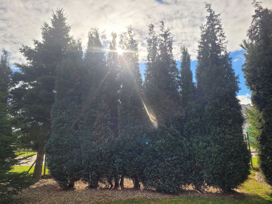 Zatrudnie kogos do przyciecia drzew i krzewów