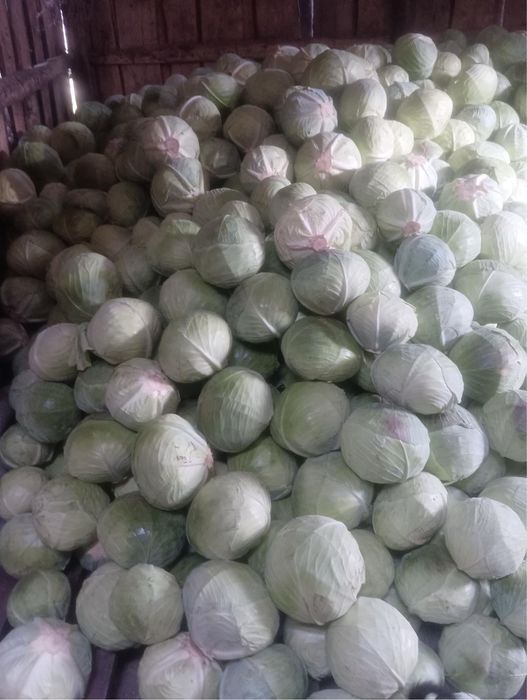 Продам капусту сорту Агресор F1