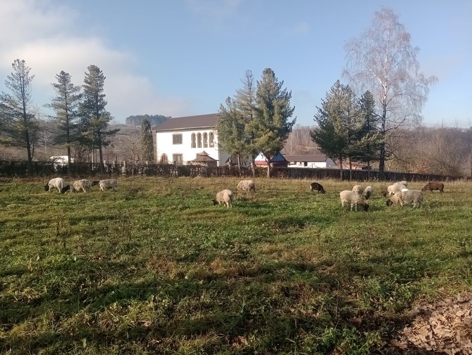 Вівці і баранчики,обмін