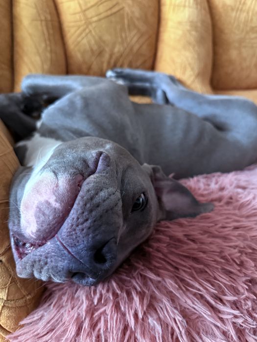 Американский стаффордширский терьер