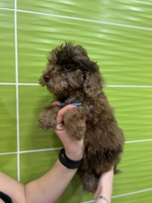 Малыш голубой пудель мерле - возраст 3 месяца