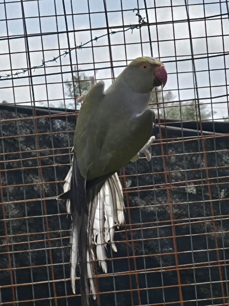 Ringneck Fêmea Cinza Turquesa/CC 2023