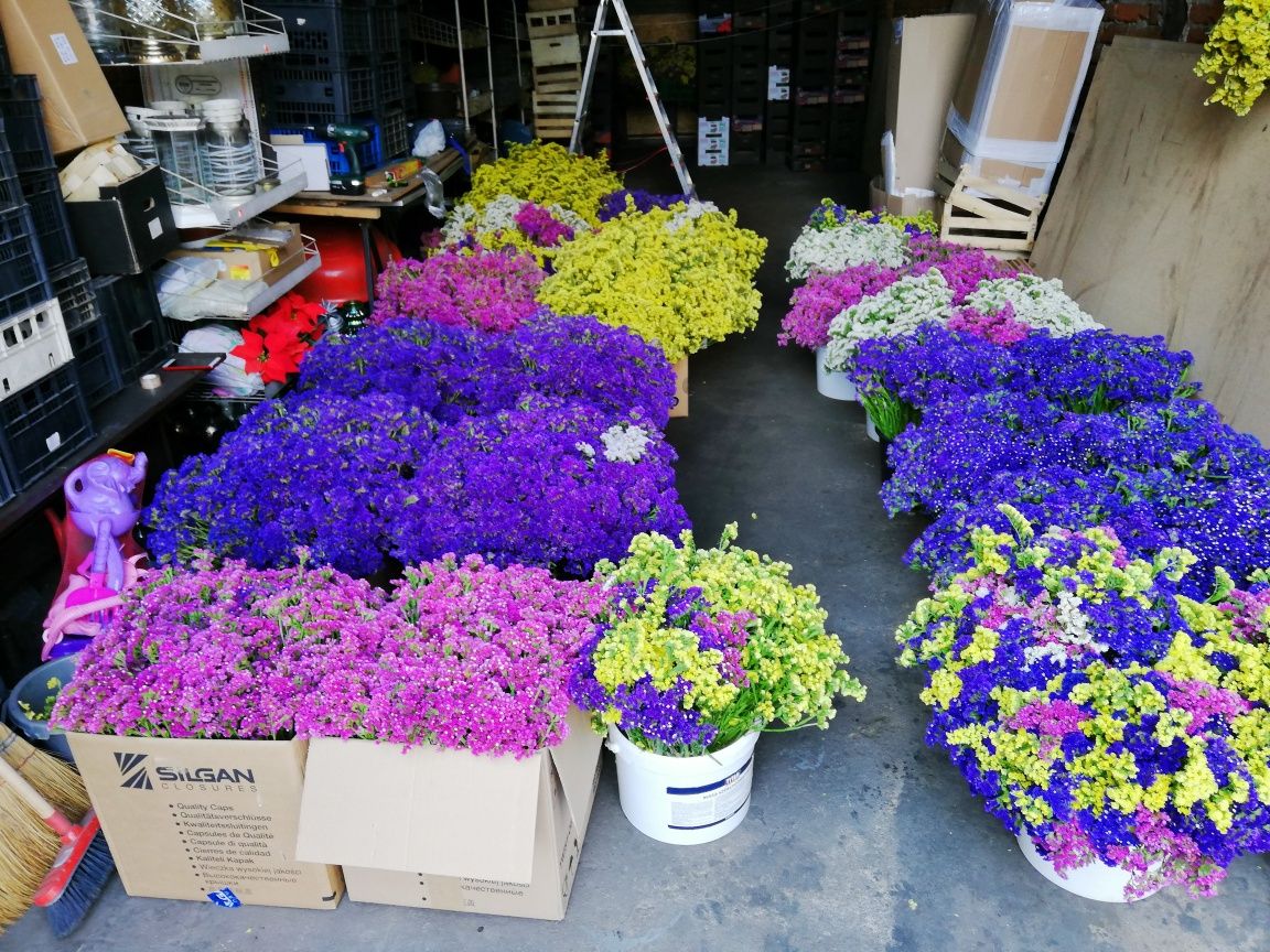 Zatrwian, limonium tegoroczny susz  1 kg=4kg żywego