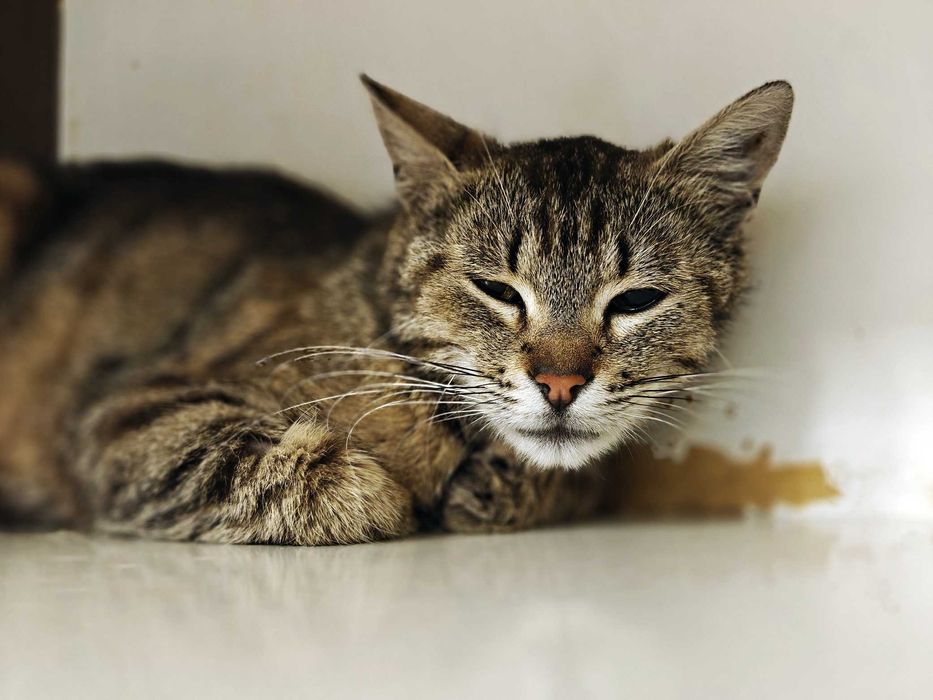 Няшна і ніжна кішечка Квітя (10 міс) чекає на свою людину! Кіт, кішка