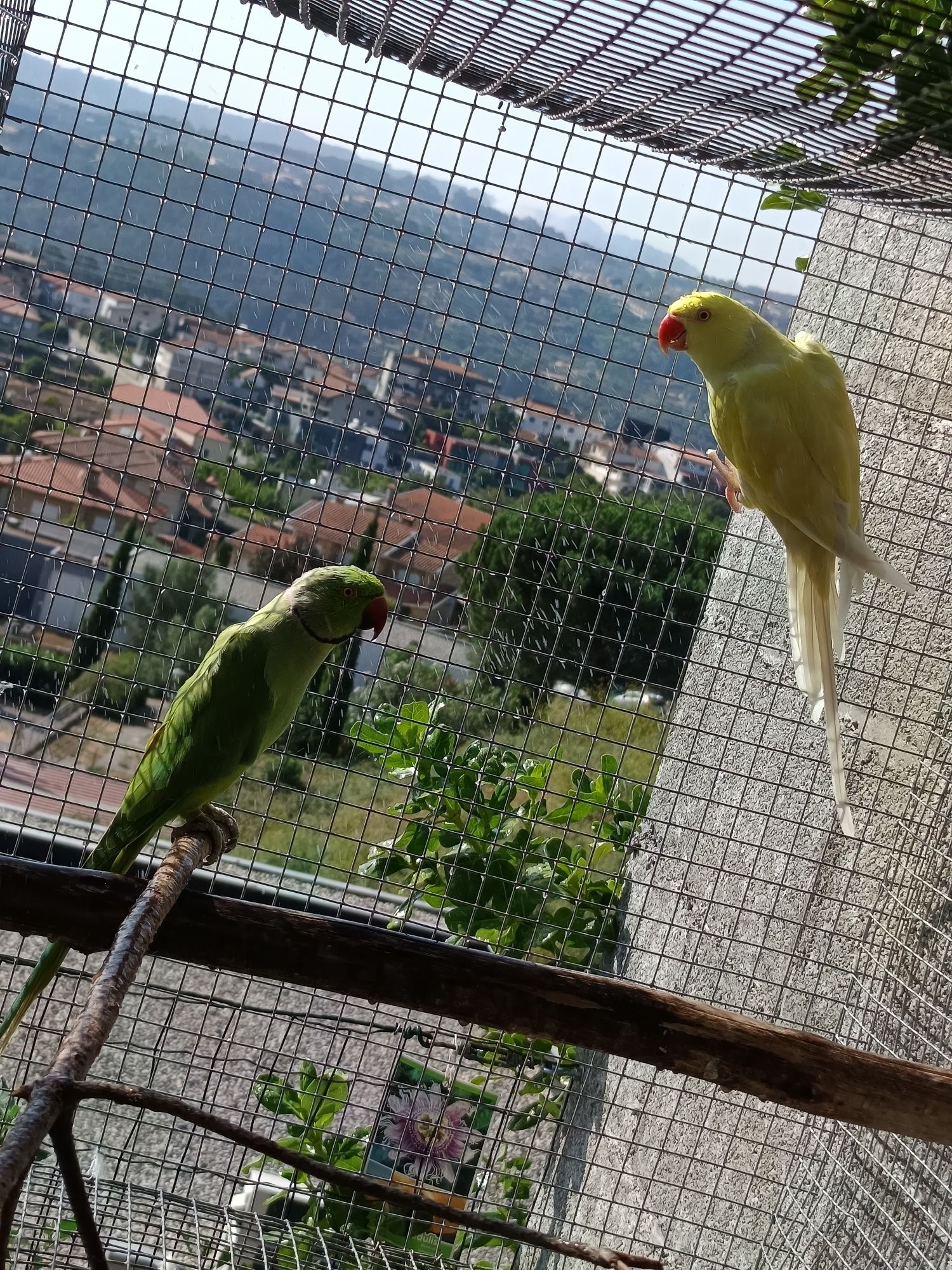 Casal Ring Necks Reprodutor