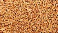 Пшениця ячмінь в мішках по 25 кг...25кГ.