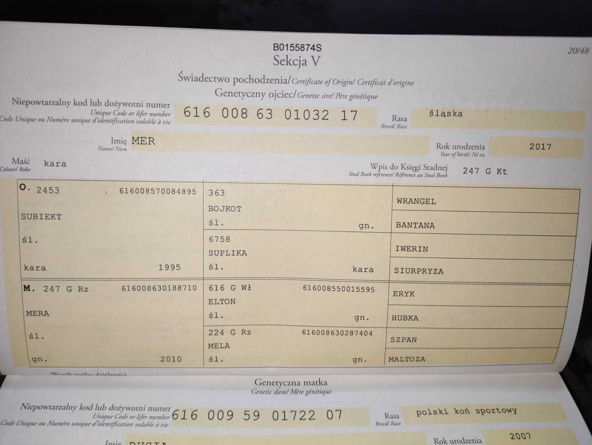 Sprzedam ogra śląskiego.