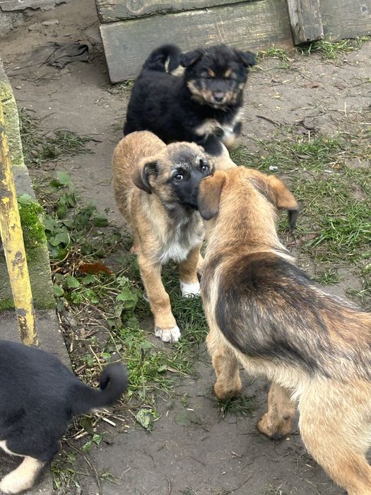 Oddam szczeniaczki szczeniaki za darmo