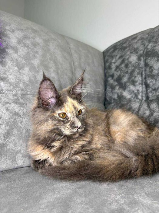 Кішечка мейн-кун зі всіма документами WCF та щепленнями Доставка