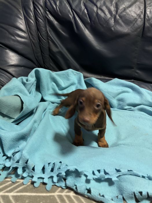 Teckel femea miniatura chocolate