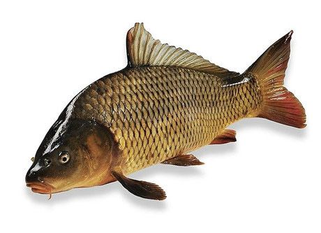 Живая рыба карп карась всегда свежая в наличии