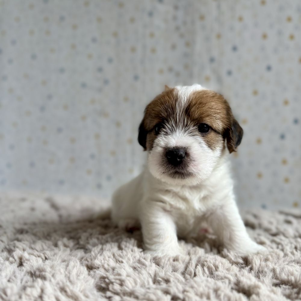 Jack Russell Terrier- szorstkowłosy piesek ZKwP
