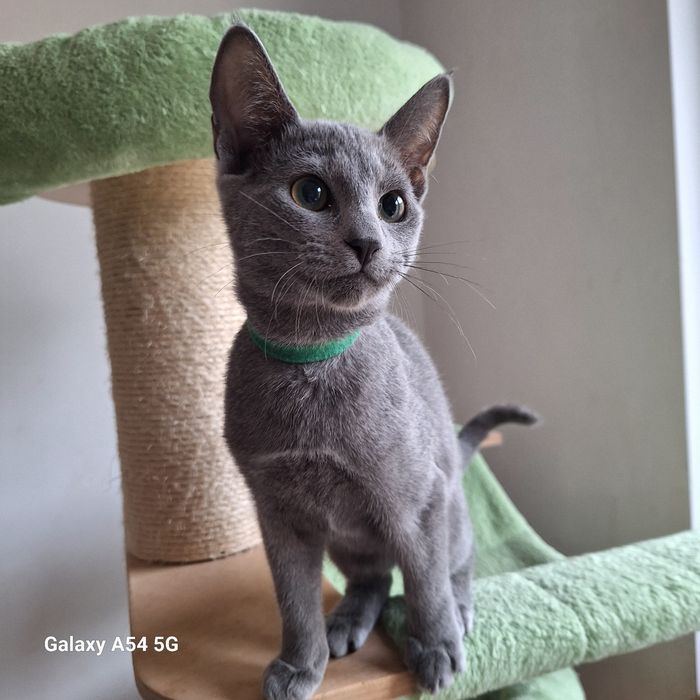 Kocurek rosyjski niebieski