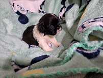 Shih-tzu suczka śliczna