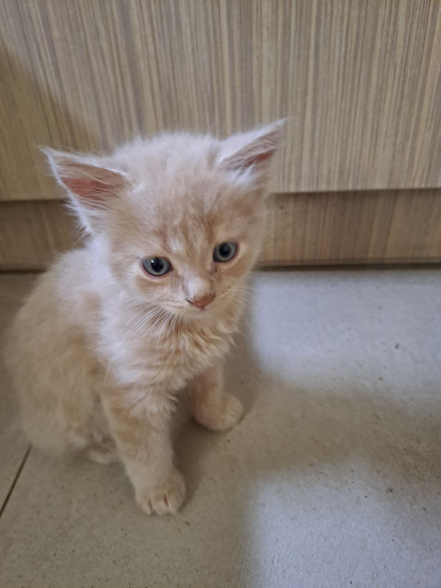 кошеня в добрі руки