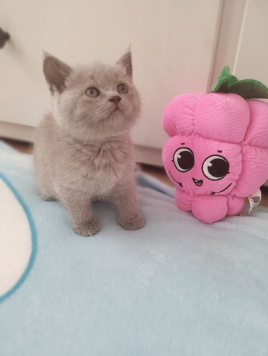 Kocurek brytyjski liliowy