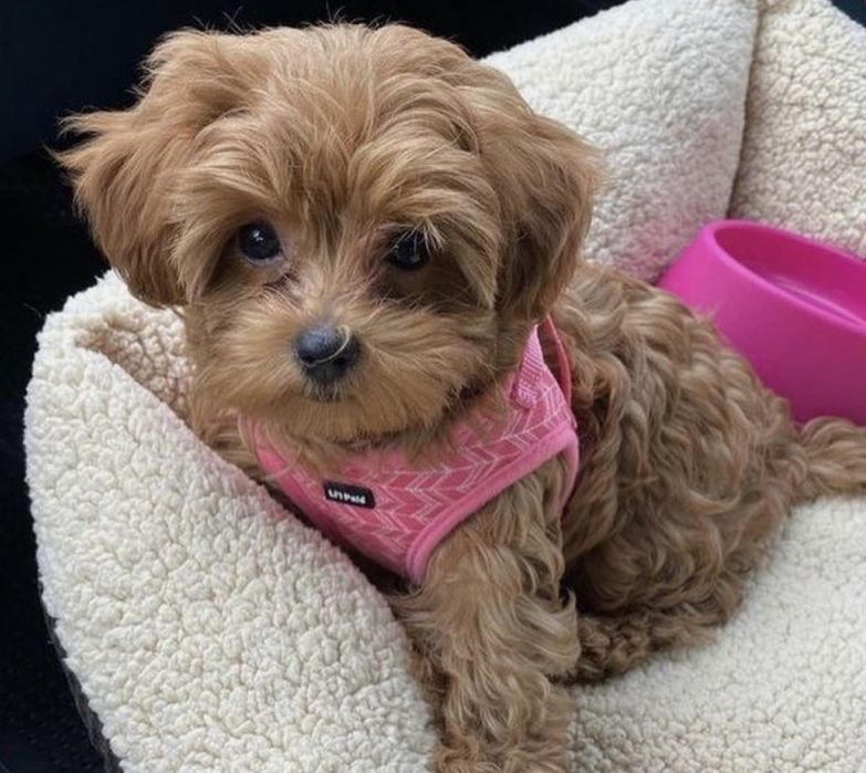 Мальтипу premium mini