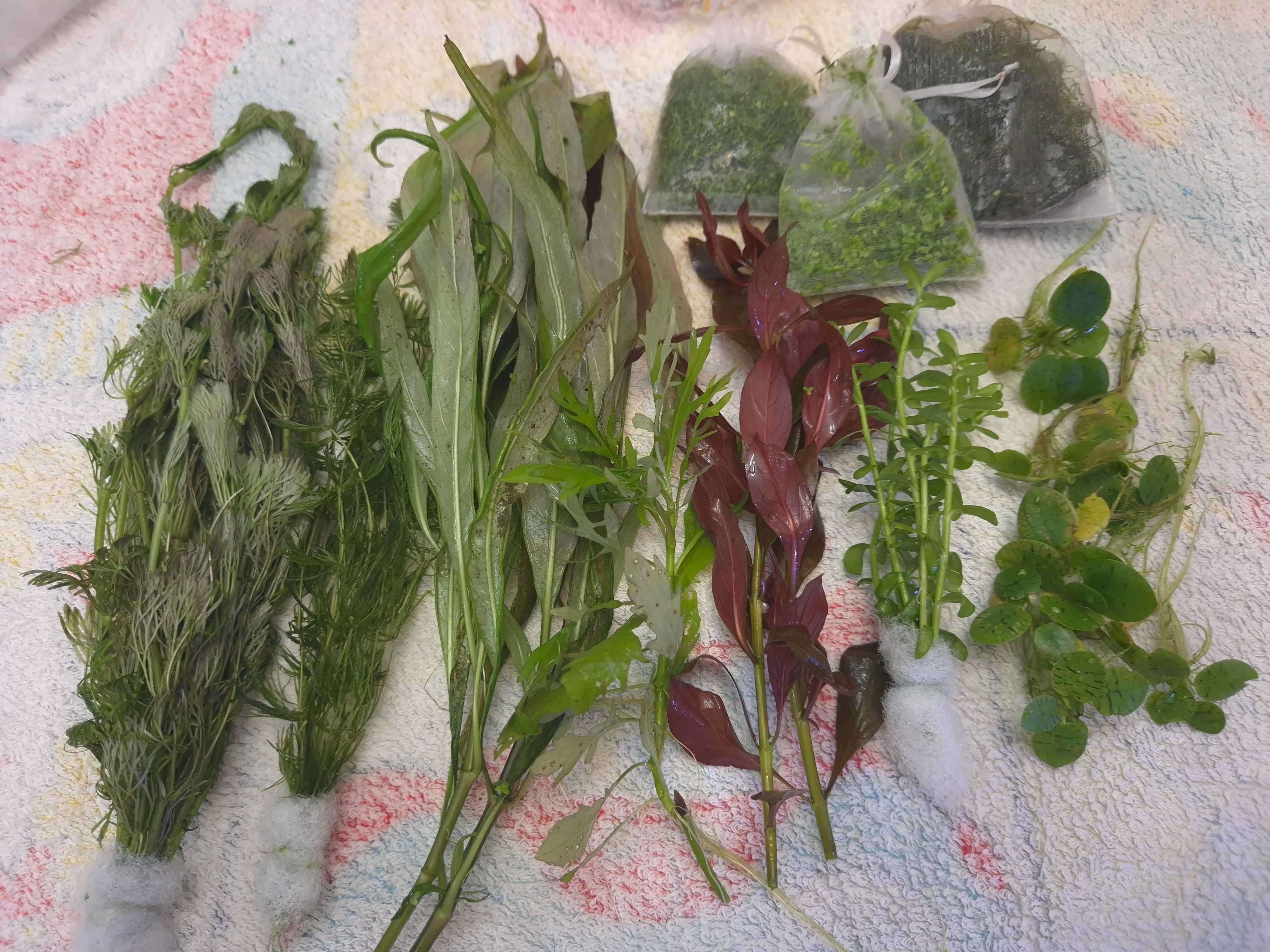 Pack de 40 Plantas Aquário - 13 Espécies