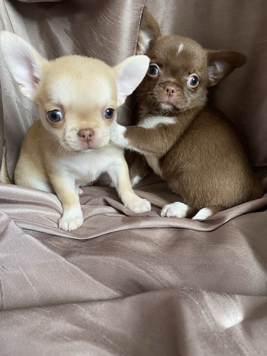 Чихуахуа щенки  , чишки