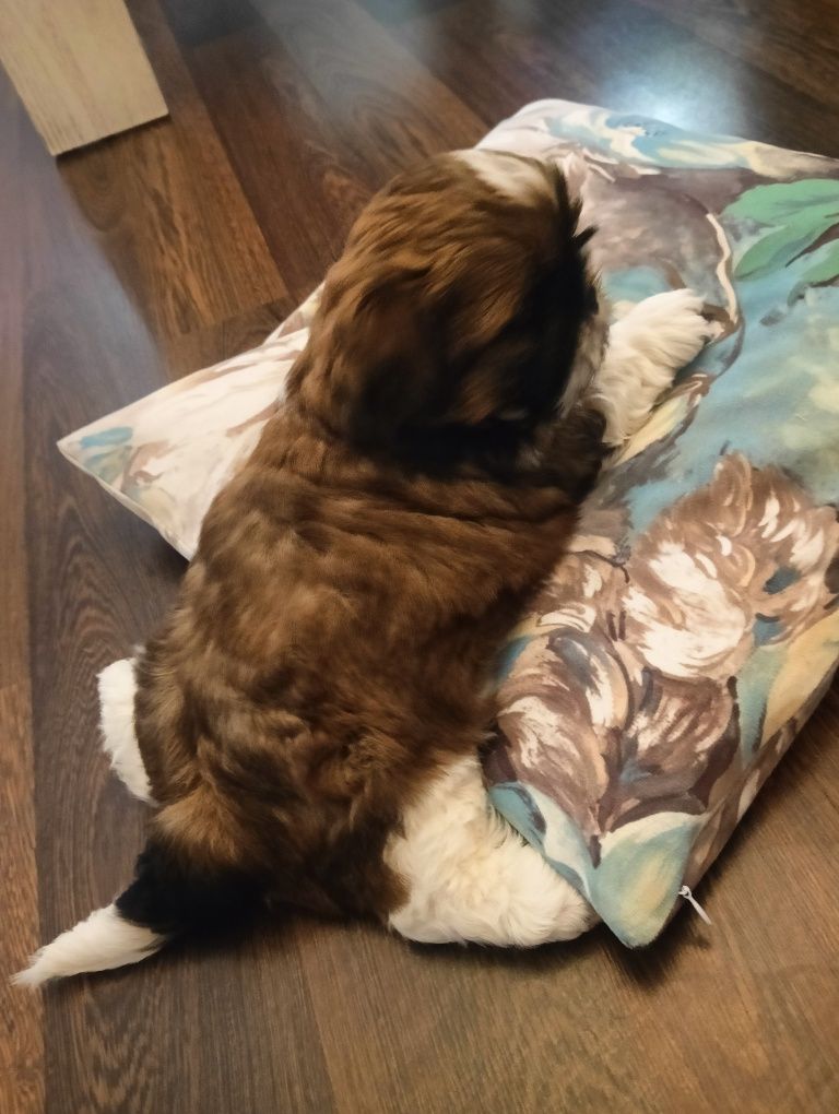 Szczeniak Shih tzu