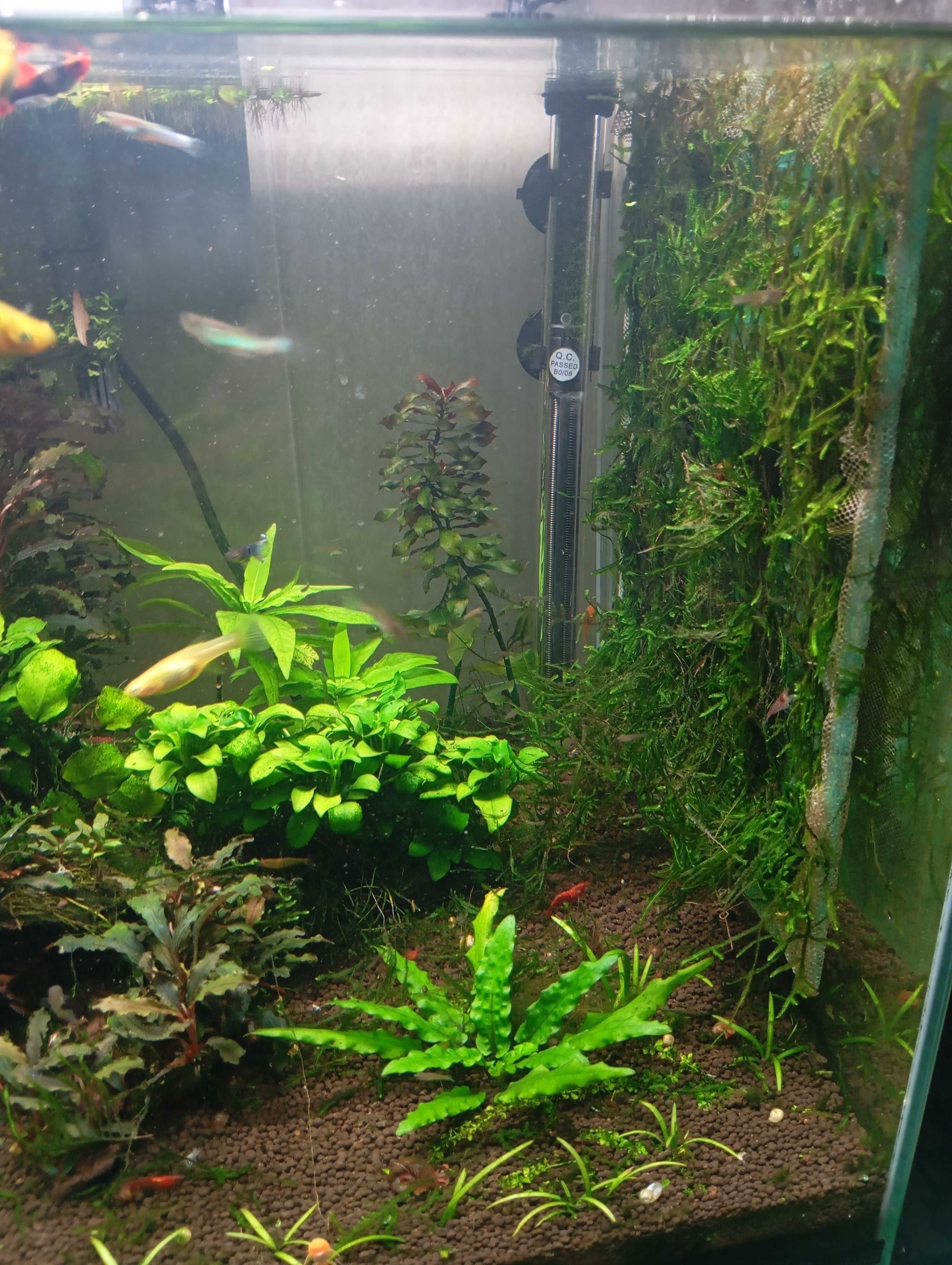 Aquario Cubo Aquatlantis