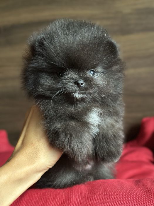 POMERANIAN szpic miniaturowy miś lalka :)