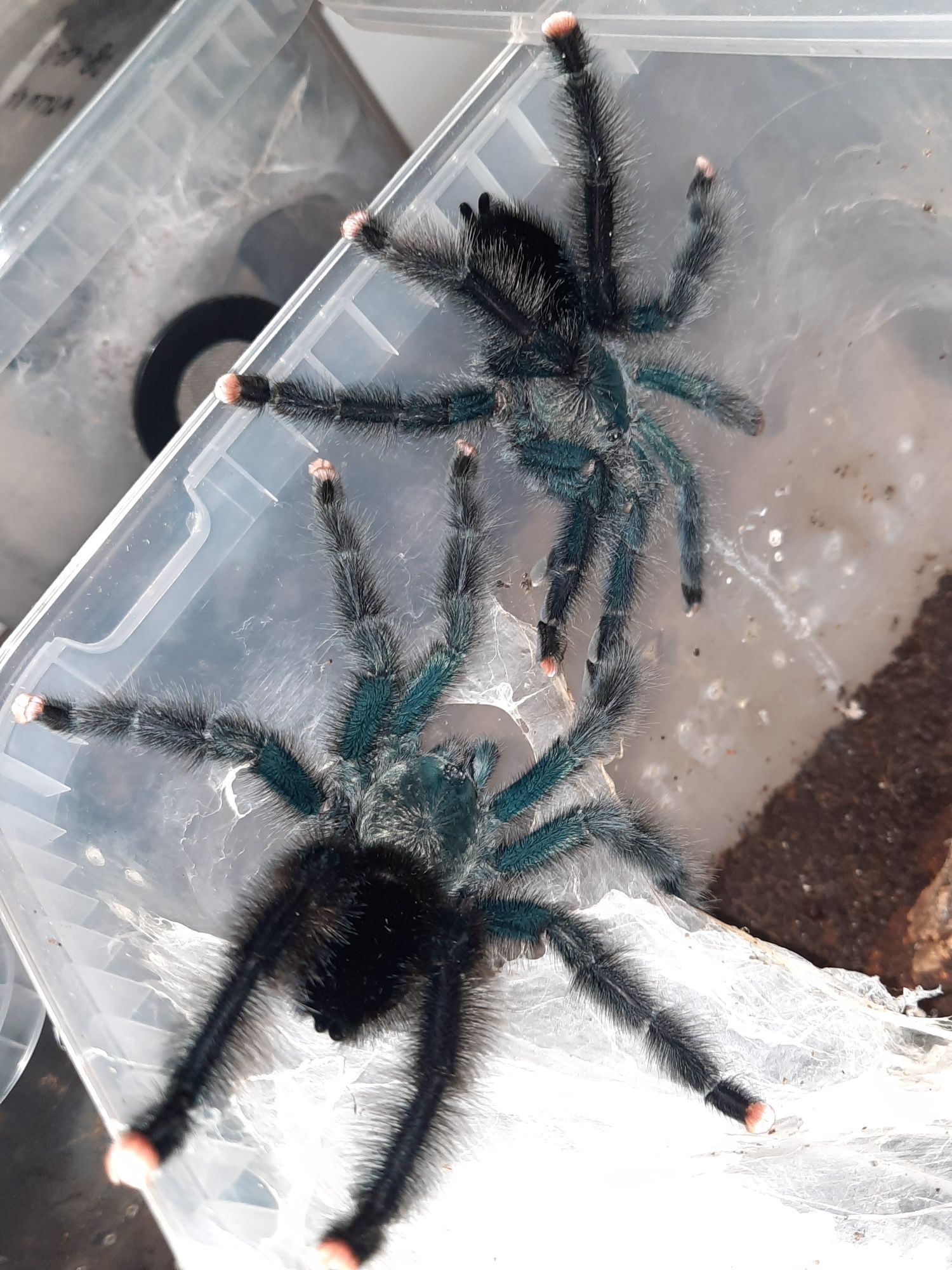 Avicularia Boa Vista L3 - ptasznik Avi