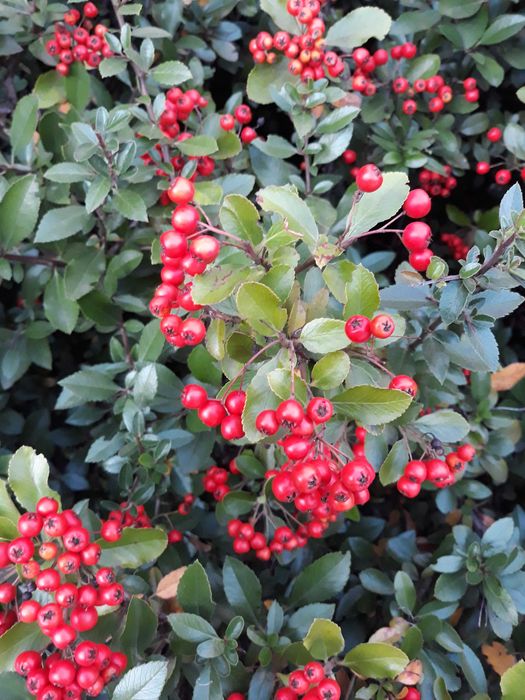 Stary złoty pierścionek z koralem .