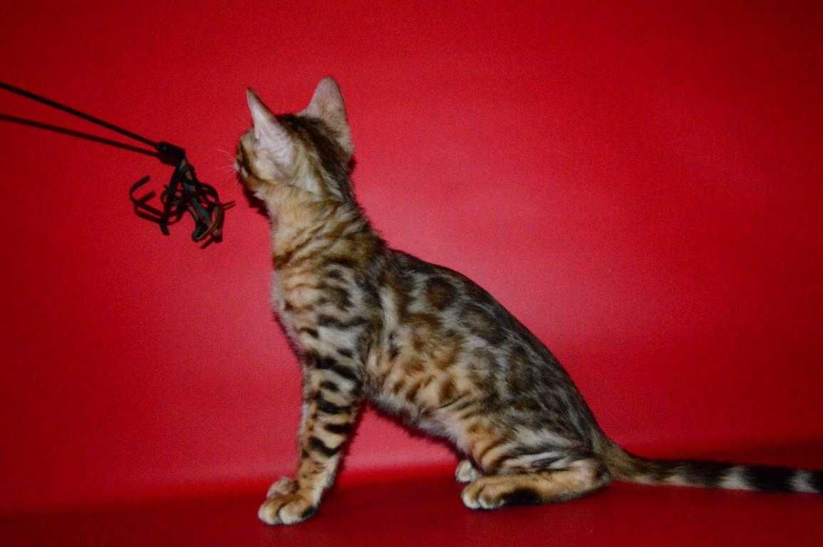 Отличный котенок. Розетки на золоте. Документы.