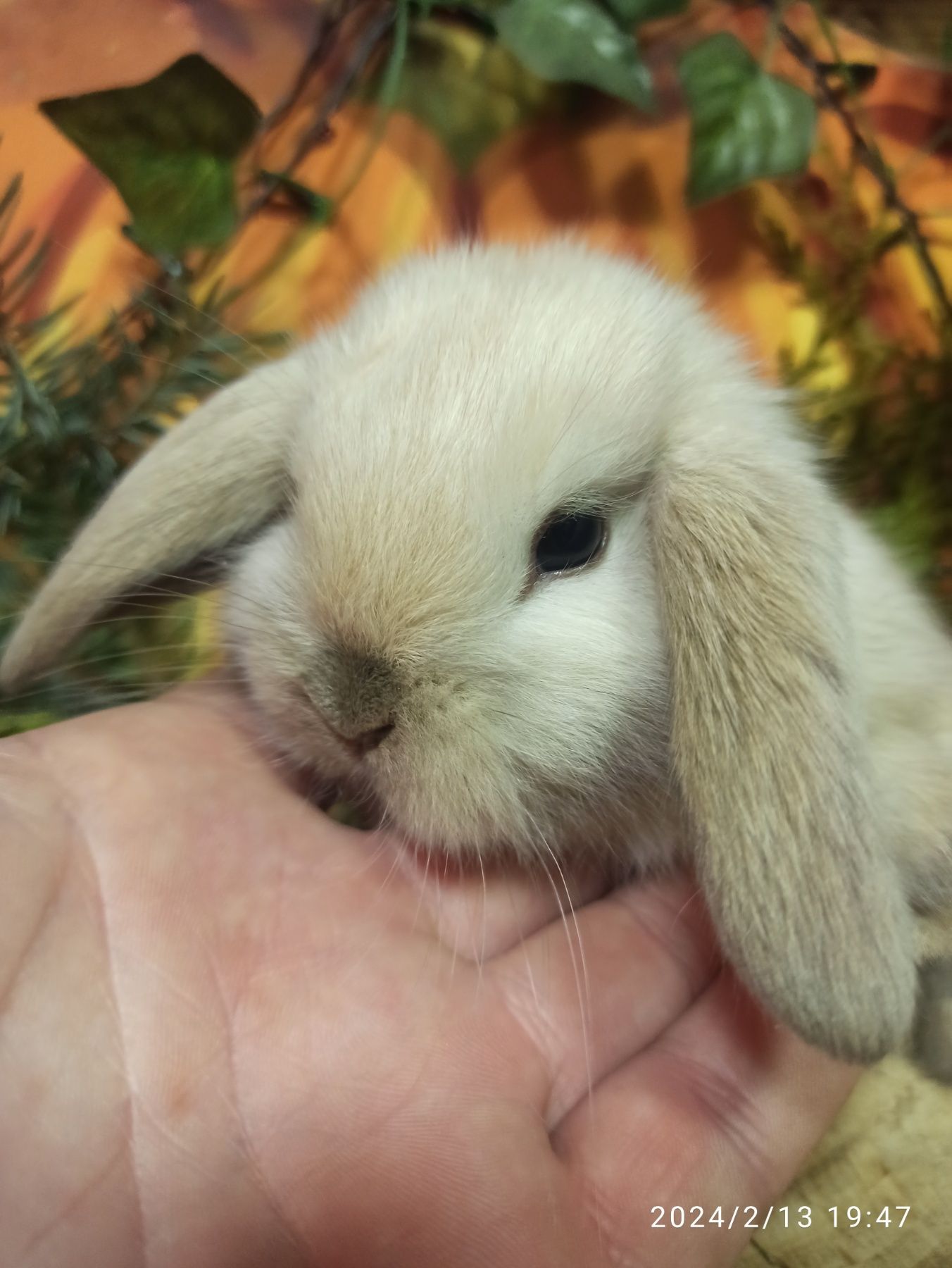 Пропоную шикарну дівчинку англійської лінії mini lop.