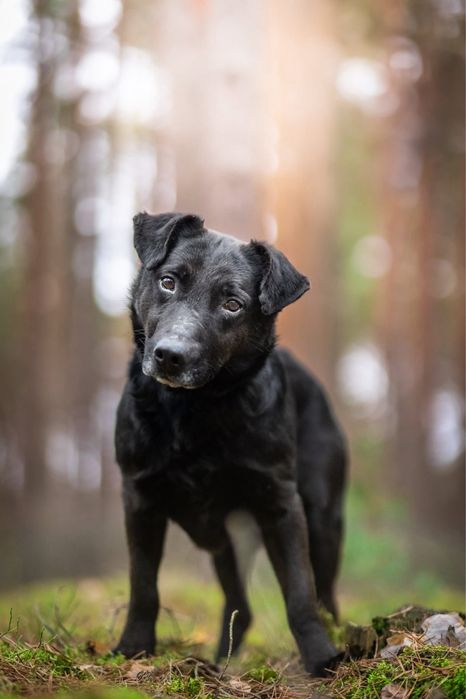 Ralf – elegancki dżentelmen w czerni, który czeka na swojego człowieka