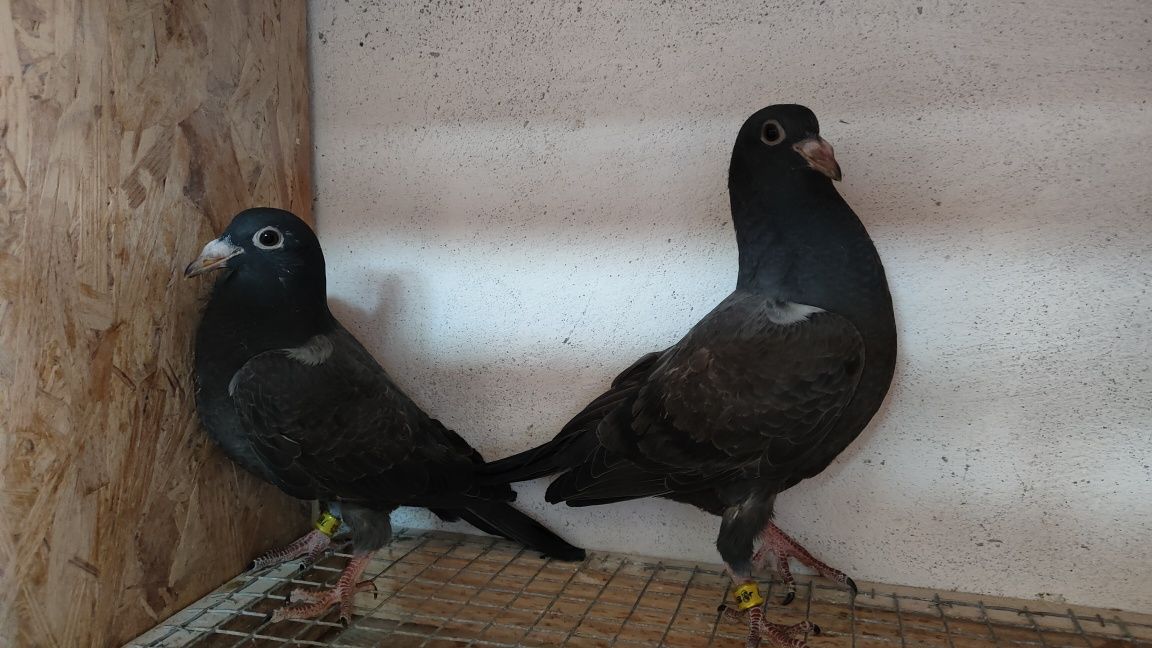 Gołębie pocztowe młode czarne