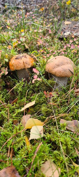 Koźlarz suszony 200g