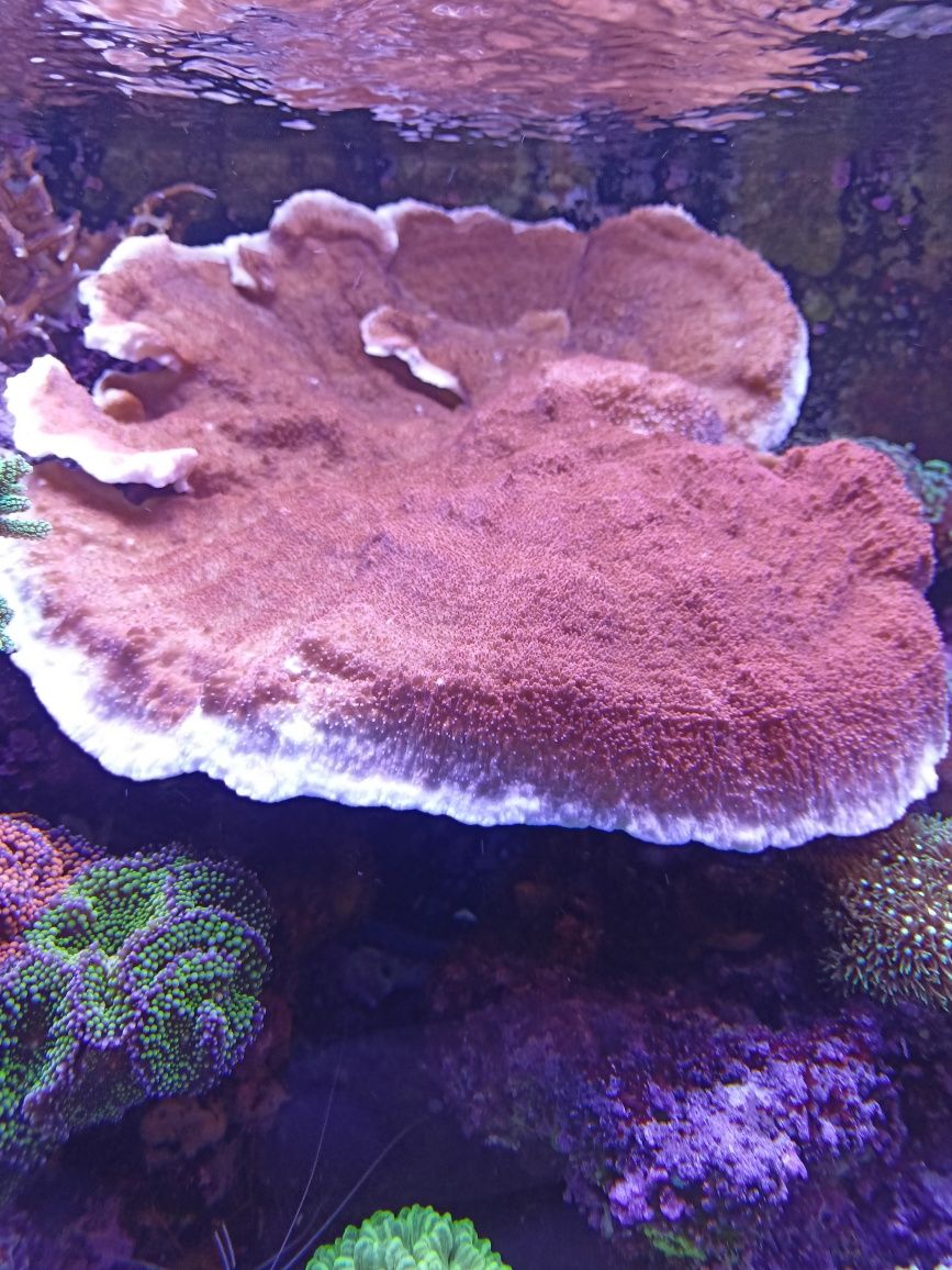 Montipora talerzowa  szczepki z tego okazu