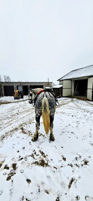 Koń zimnokrwisti Perszeron.