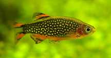 Razbora galaxy (Danio margaritatus) od Neon Zoo